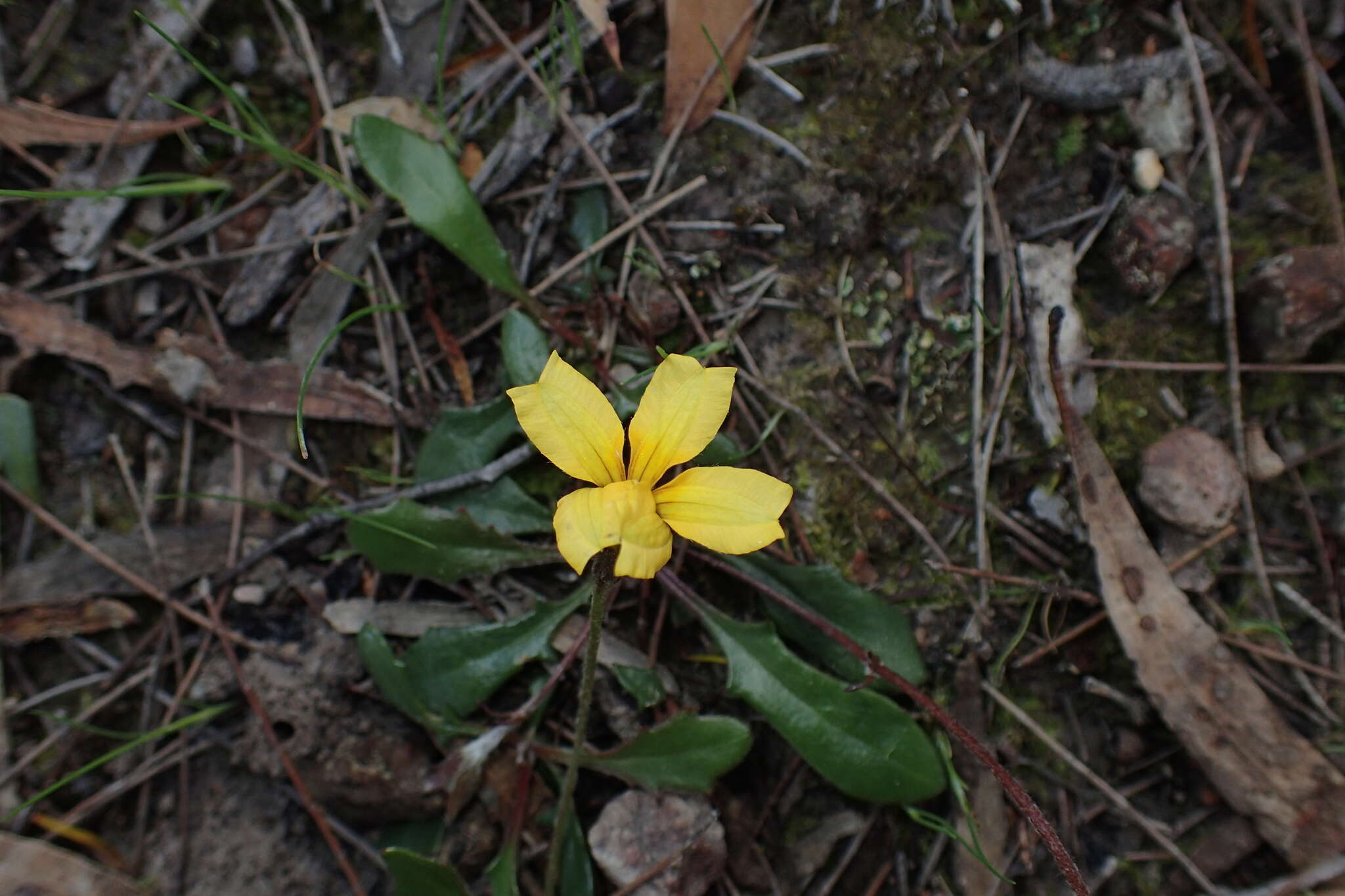 Sivun Goodenia lanata R. Br. kuva