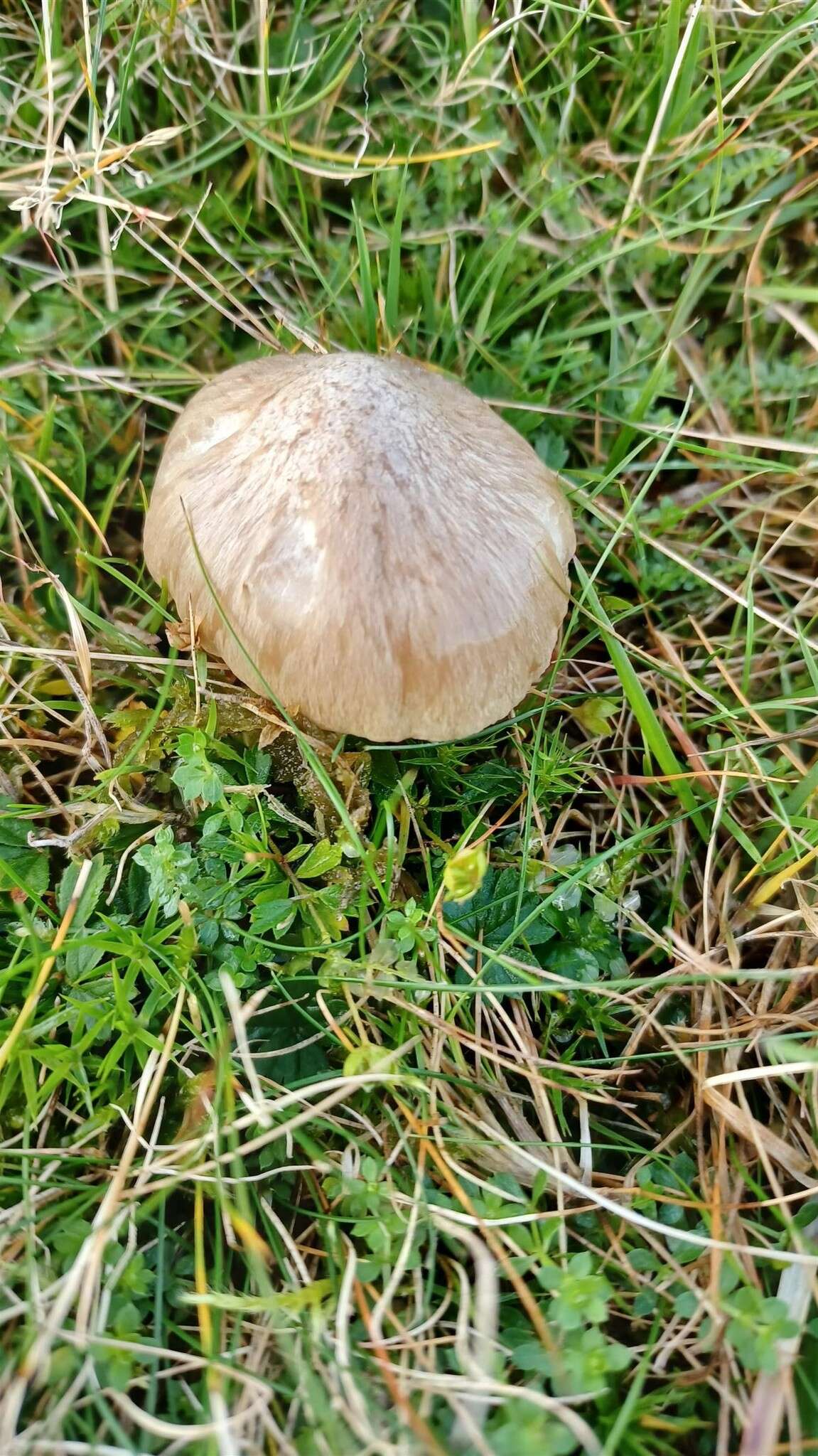 Image of Entoloma prunuloides (Fr.) Quél. 1872