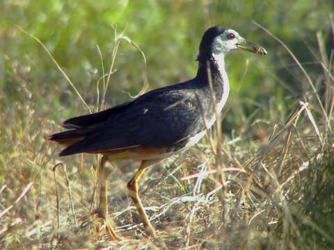 Image of White-breasted Waterhen