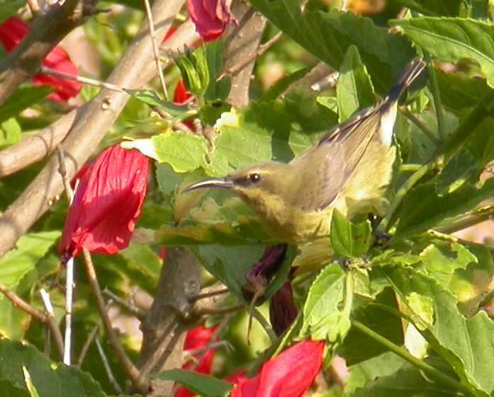 Image of Copper Sunbird