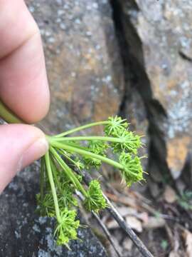 Image of fernleaf biscuitroot