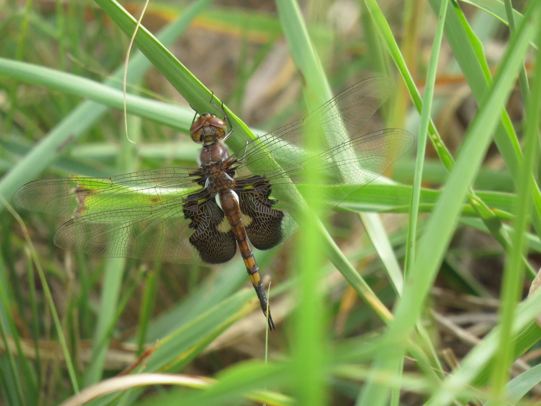 Image of Black Saddlebags