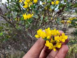 Image of Argyrolobium crassifolium Eckl. & Zeyh.