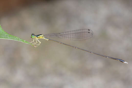 Amphicnemis gracilis Krüger 1898 resmi