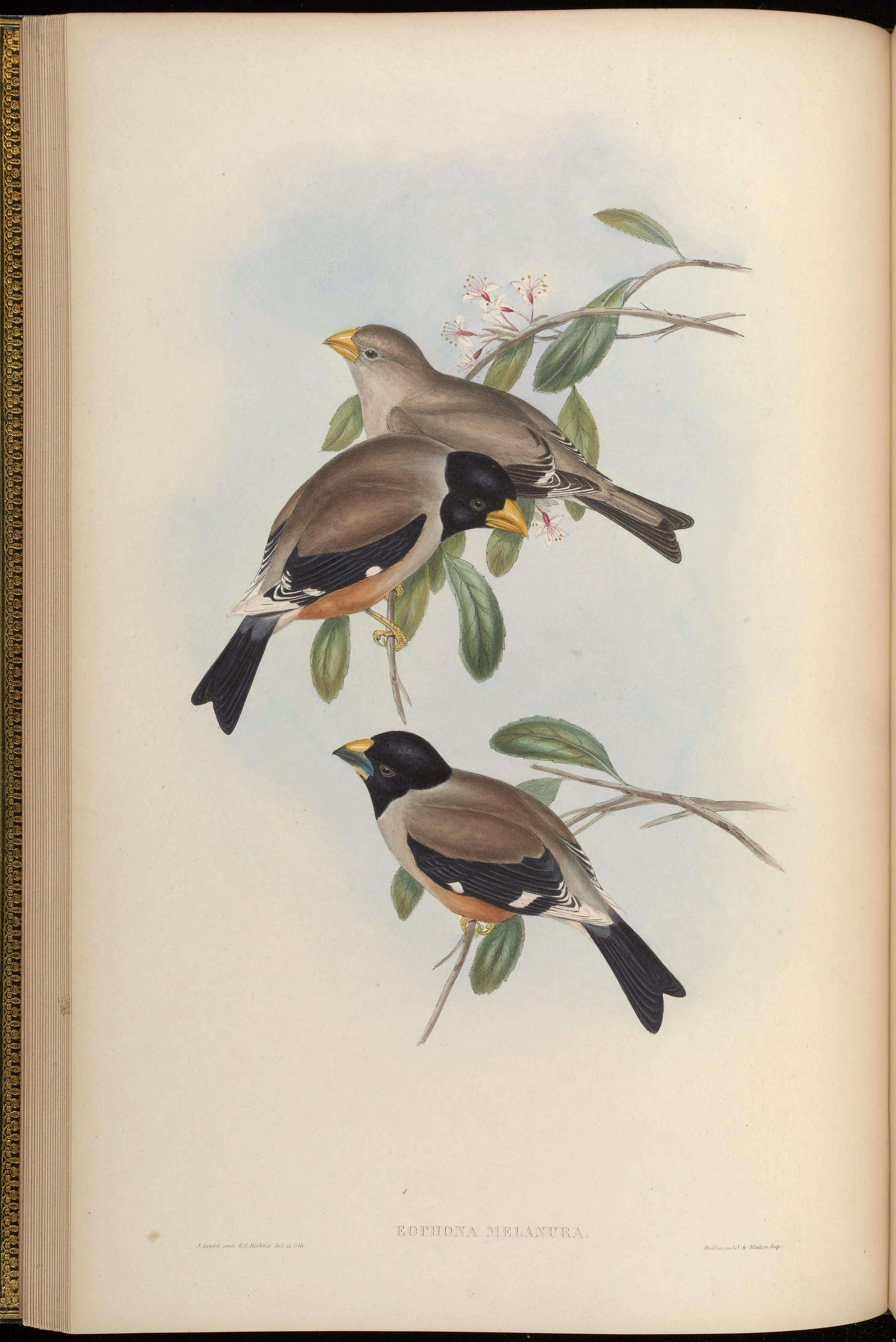 Image of Eophona Gould 1851