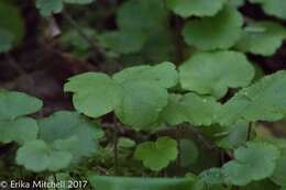 Image of naked miterwort