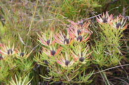 Image of Leucadendron spissifolium subsp. spissifolium