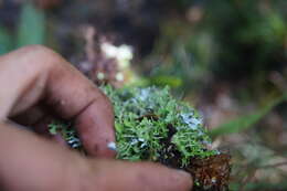 Image of Cladonia ceratophylla (Sw.) Spreng.