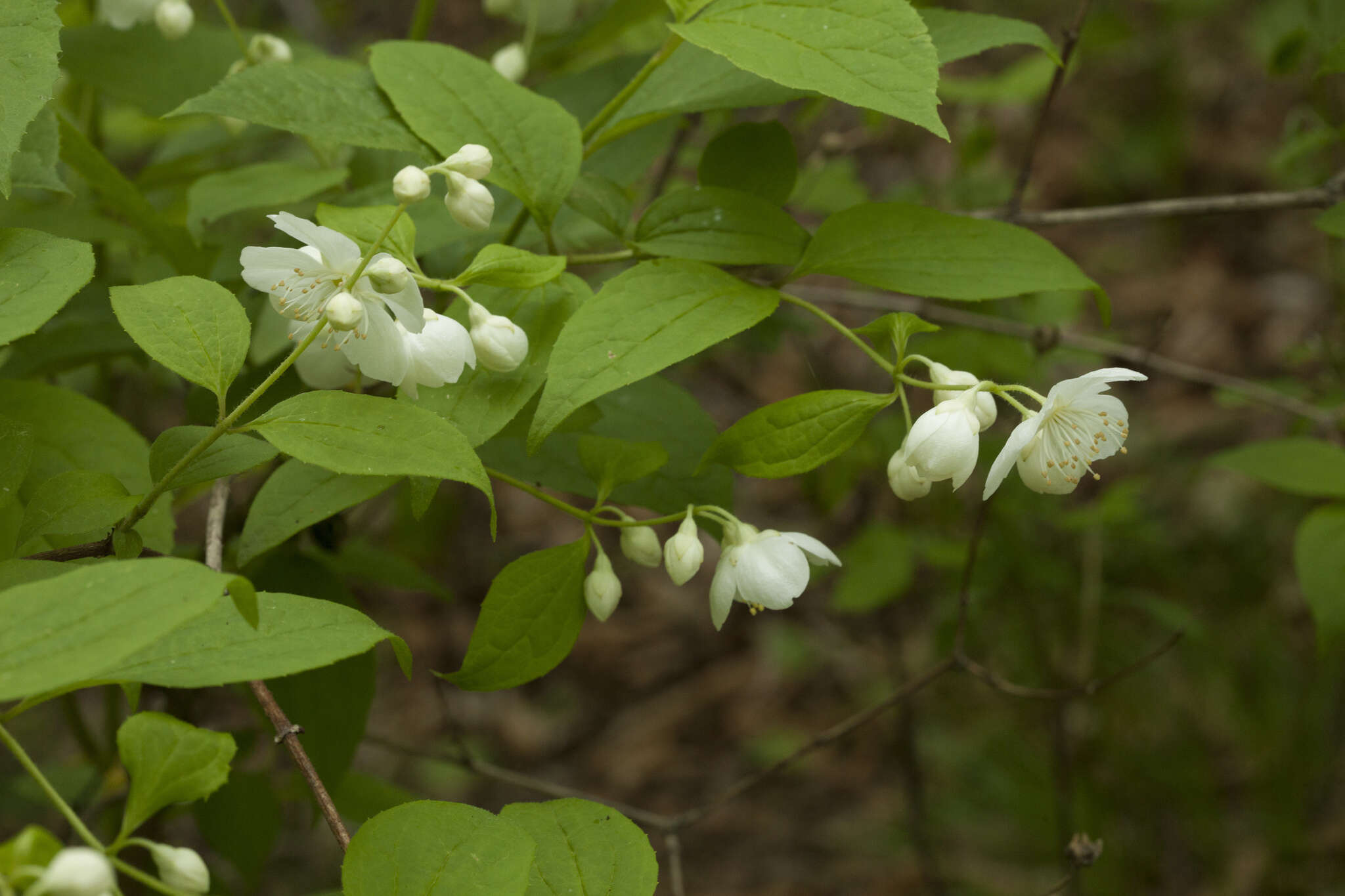 Image of Philadelphus tenuifolius Rupr. & Maxim.