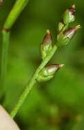 صورة Plantago pusilla Nuttall