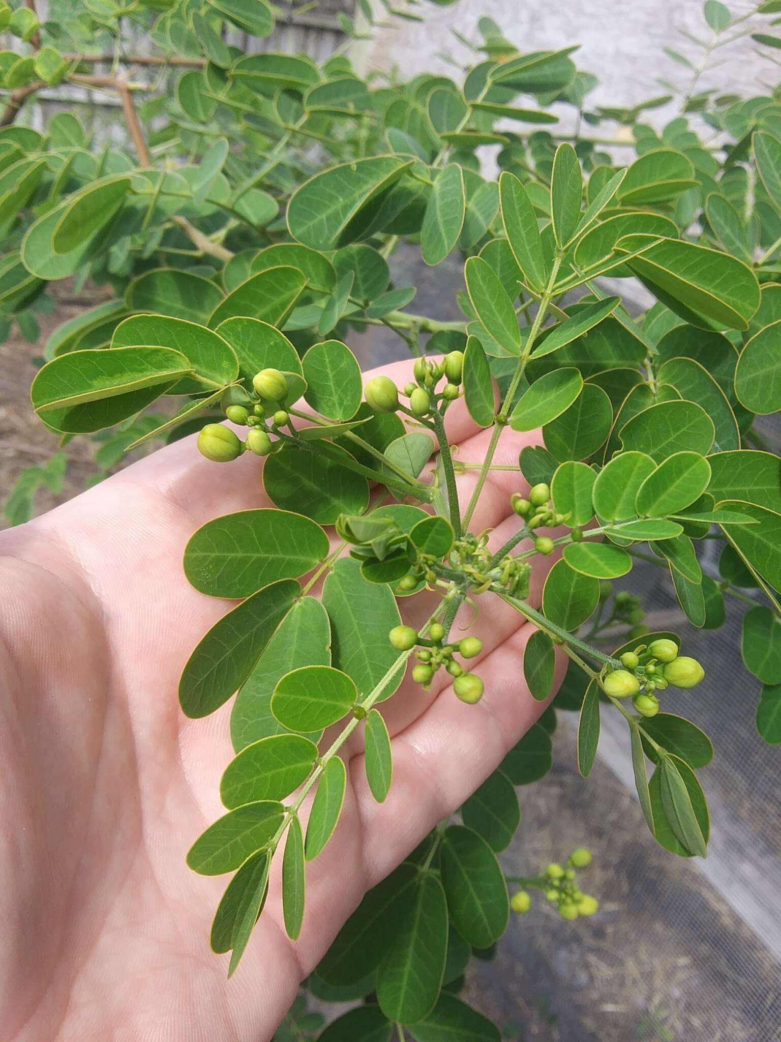 Senna pendula var. glabrata (Vogel) H. S. Irwin & Barneby resmi