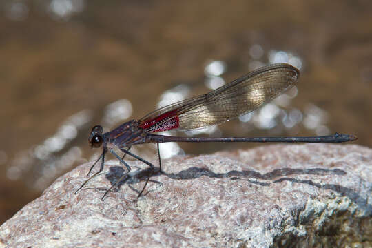 Image of Canyon Rubyspot