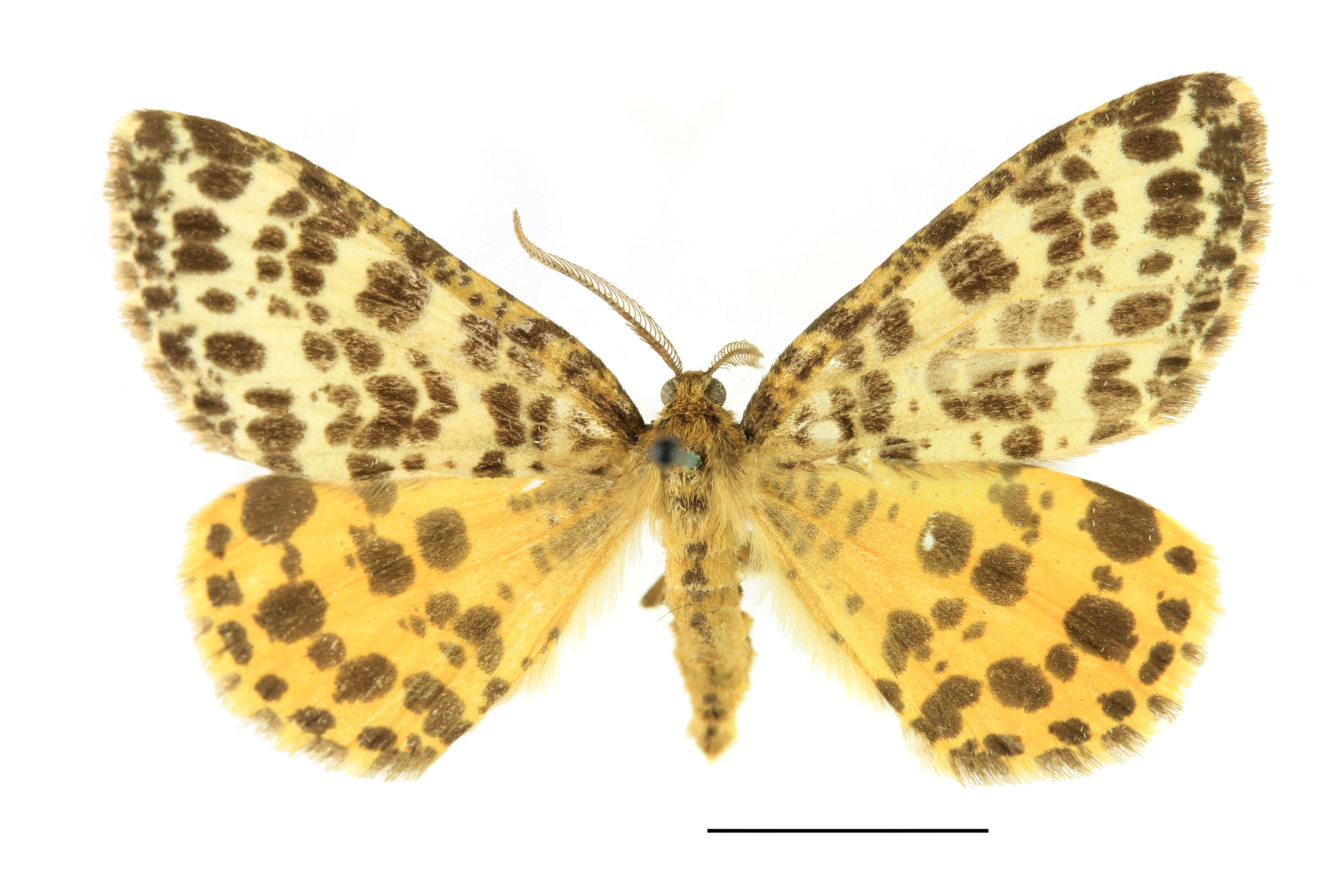 Image de Arichanna melanaria Linnaeus 1758