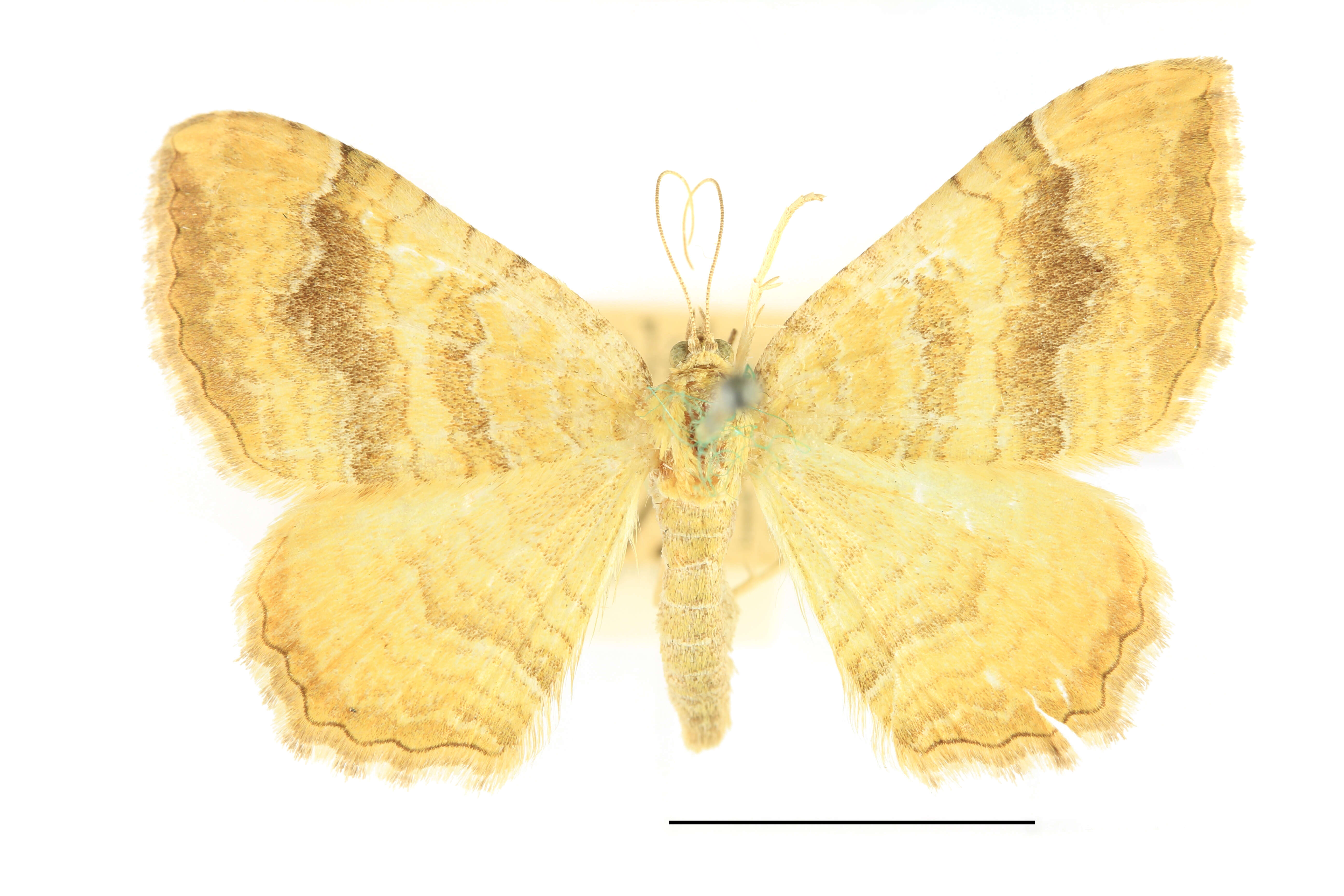 Image of Camptogramma bilineata