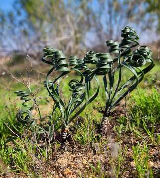 Sivun Gethyllis verticillata R. Br. kuva