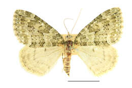 صورة Chloroclysta miata Linnaeus 1758