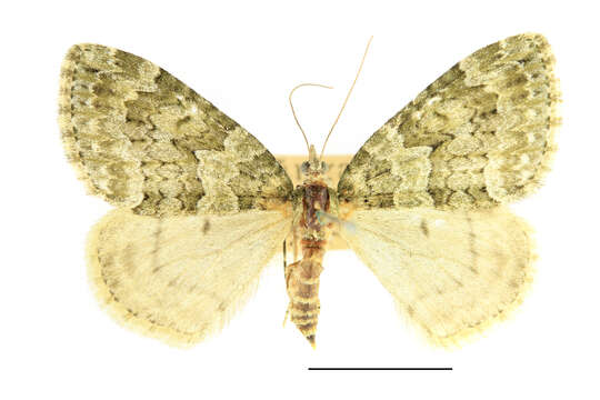 صورة Chloroclysta miata Linnaeus 1758