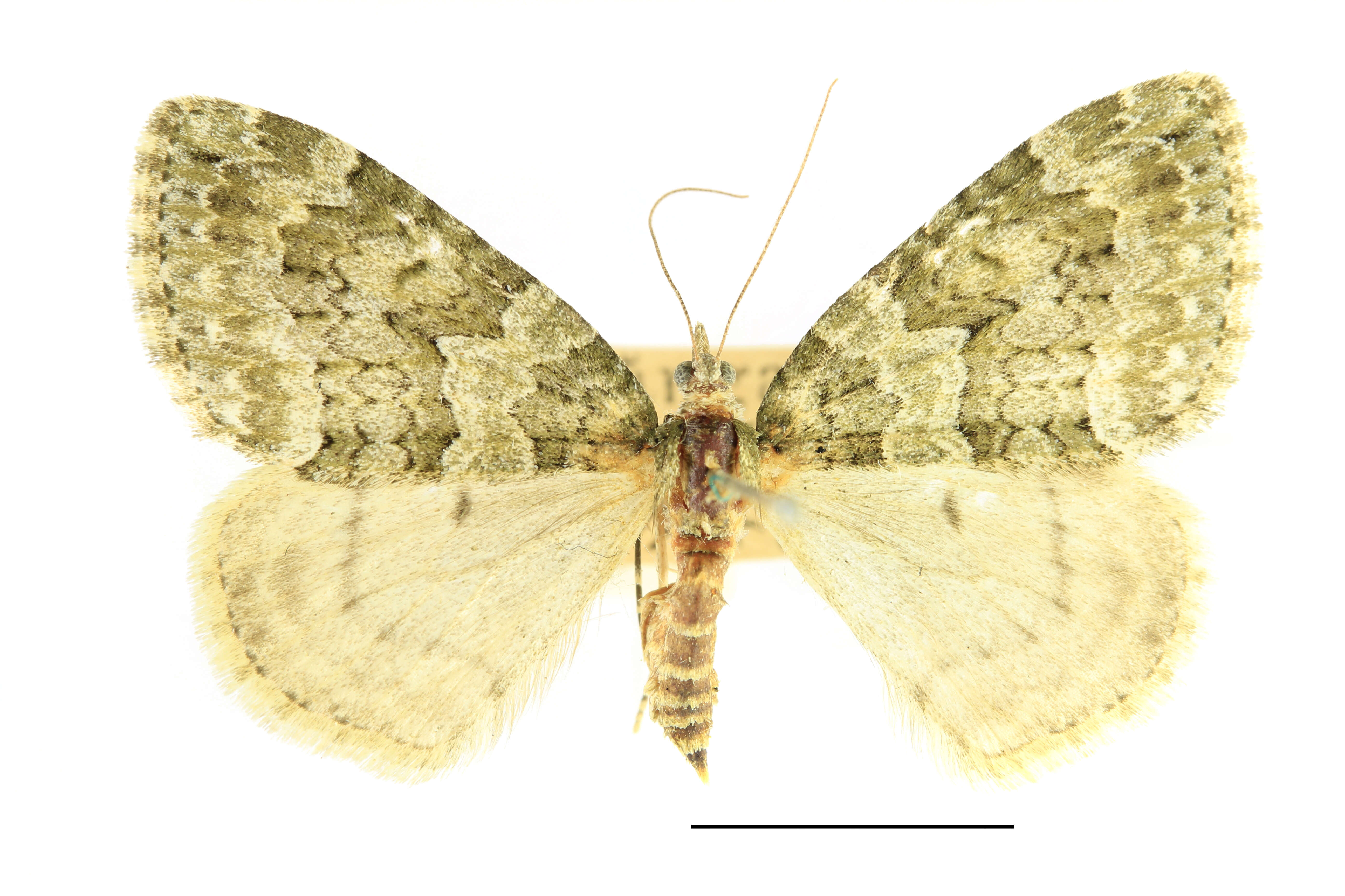 Plancia ëd Chloroclysta miata Linnaeus 1758