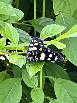 Image of Episteme lectrix Linnaeus 1764