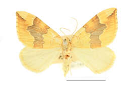 Image of barred yellow