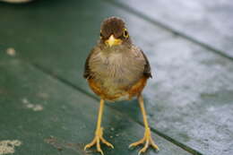 صورة Turdus poliocephalus erythropleurus Sharpe 1887