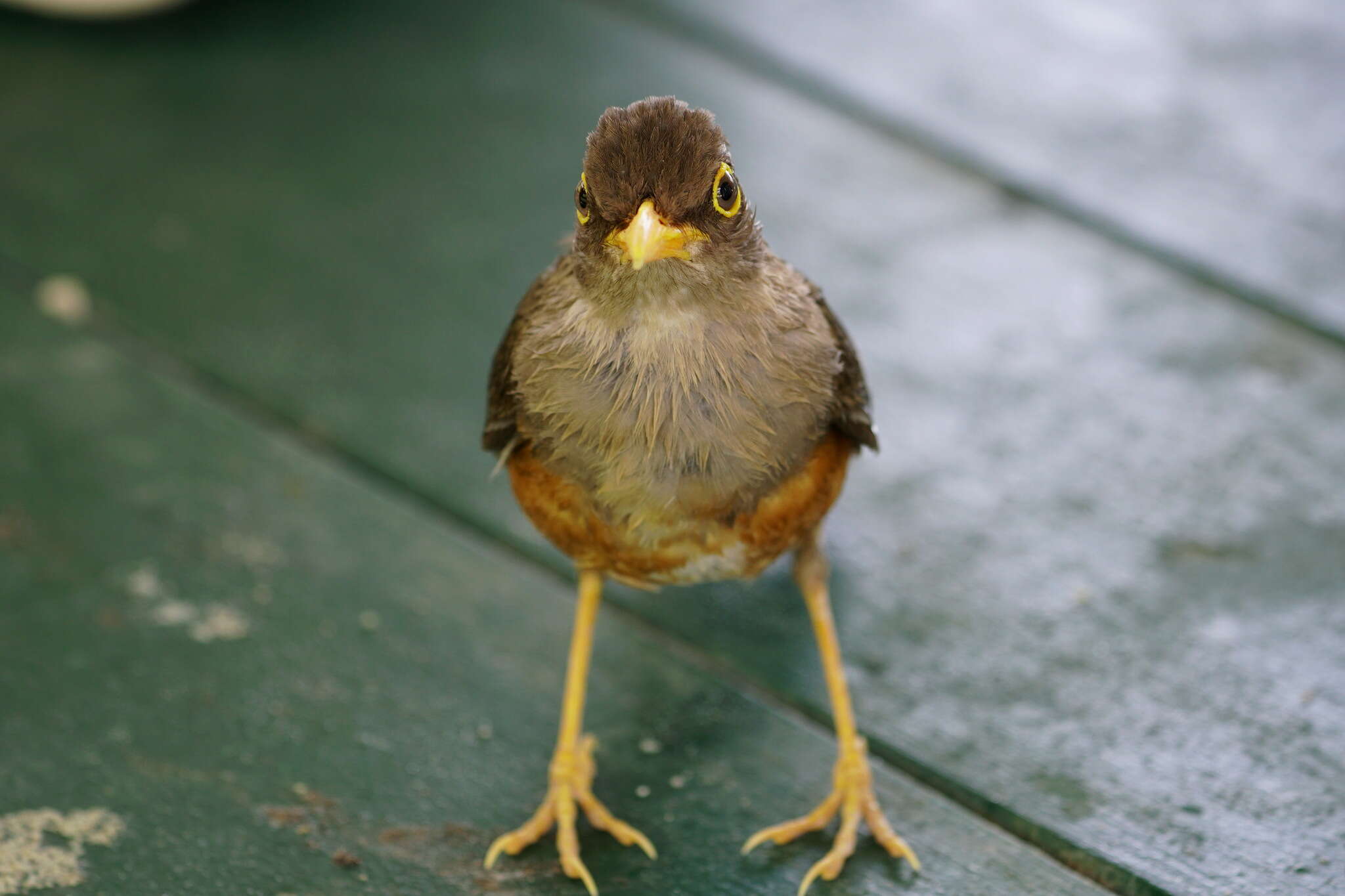 Image of Turdus poliocephalus erythropleurus Sharpe 1887