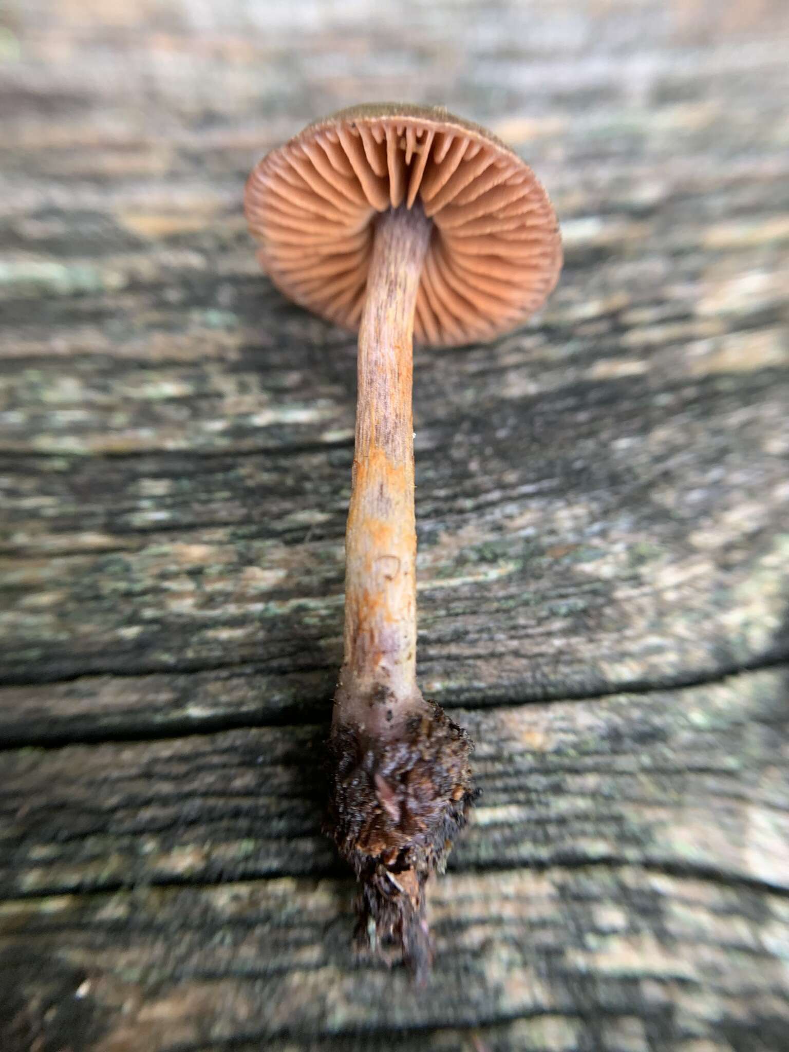 Слика од Cortinarius anthracinus (Fr.) Sacc. 1887