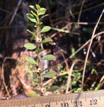 Image de Ludwigia microcarpa Michx.