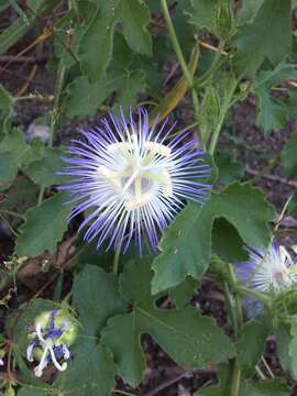 Image of Arizona Passion-Flower