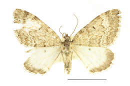 Image of Colostygia turbata