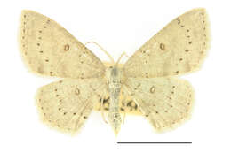 Image of birch mocha