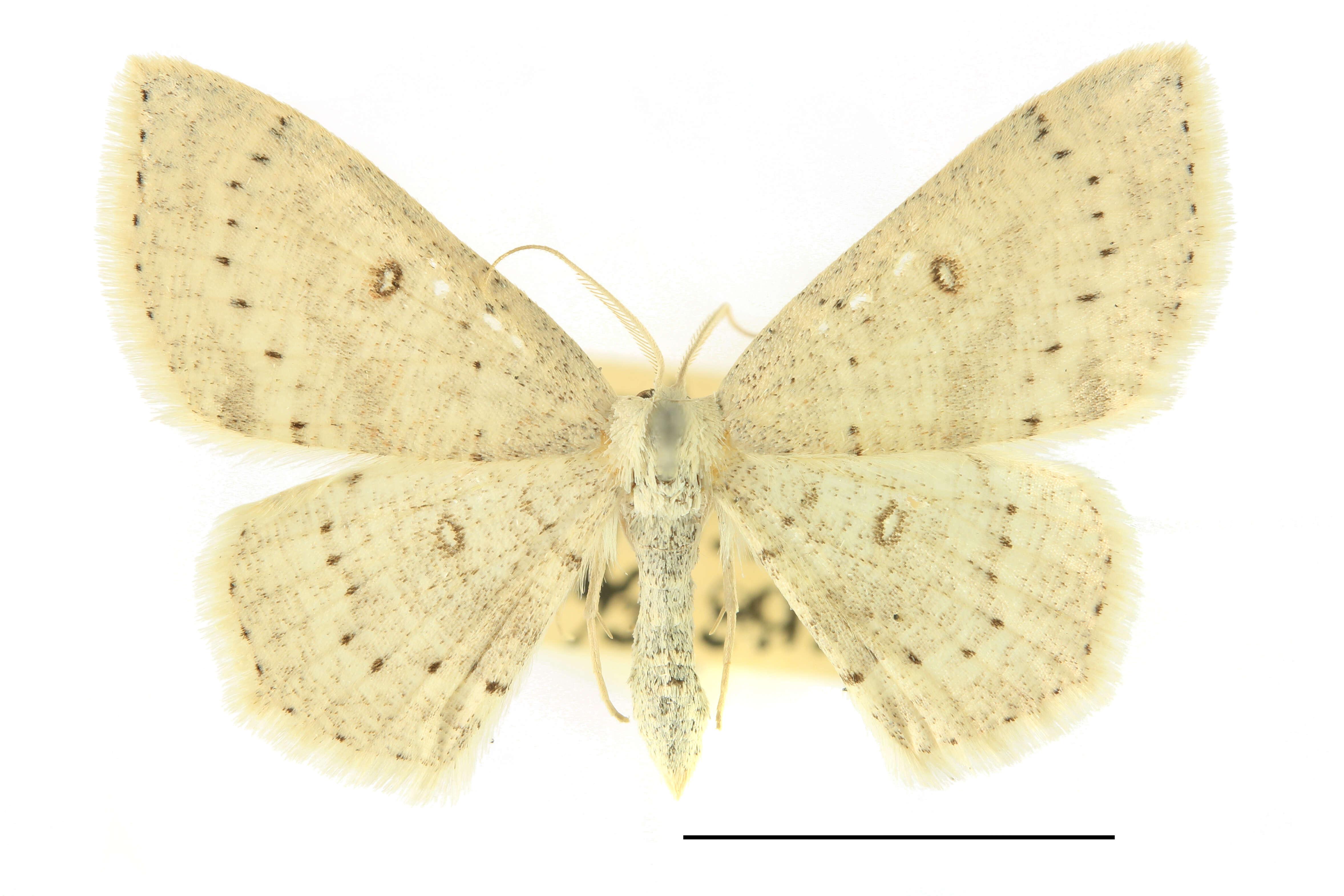 Image of birch mocha