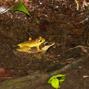 Image of Yasuni Bromeliad Treefrog