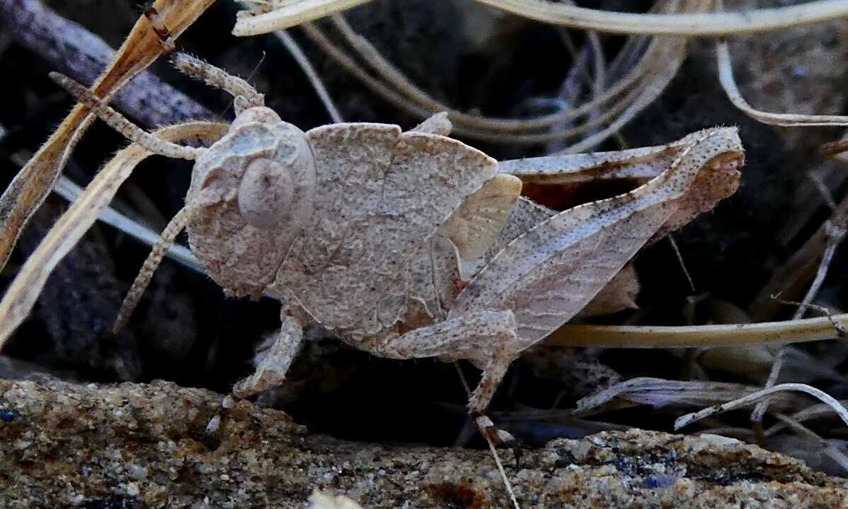 Image of Lactista gibbosus Saussure 1884