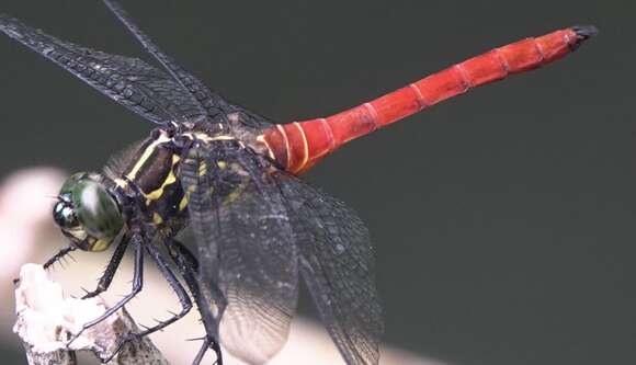 Image de Onychothemis abnormis Brauer 1868