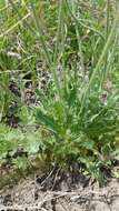 Image of Crepis crocea (Lam.) Babc.