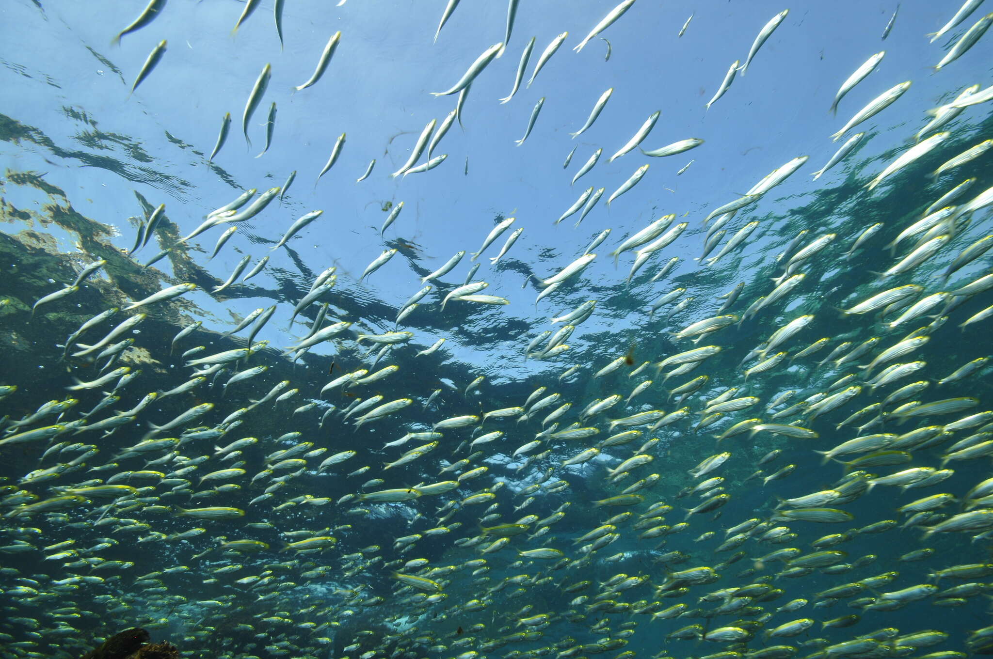 Image of Spotback herring