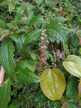 Image of Gonzalagunia rosea Standl.