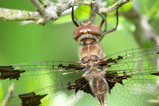 Image of Prince Baskettail