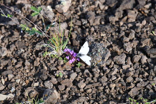 Thymus putoranicus Byczenn. & Kuvaev resmi