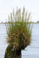 Image de Deschampsia cespitosa subsp. holciformis (J. Presl) W. E. Lawr.