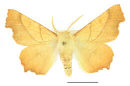 Image of Ennomos fuscantaria