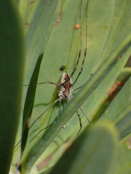 Image of <i>Bunochelis spinifera</i>