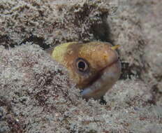 Image of Barred moray