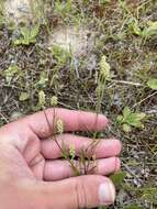 Image of Nuttall's milkwort