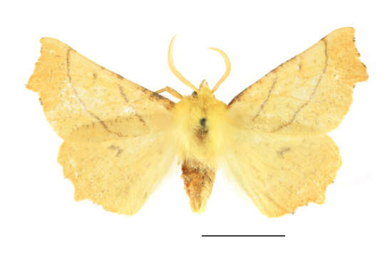 Image of Ennomos alniaria