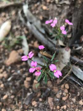 Image of Stylidium rhynchocarpum Sond.