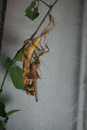 Image of giant stick insect