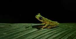 Image of Lemur Leaf Frog