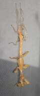 Image of giant stick insect